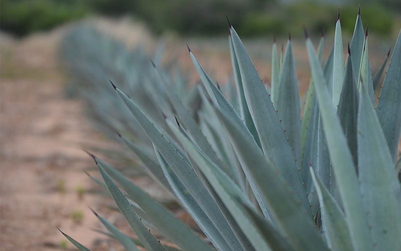 producción de agave azul