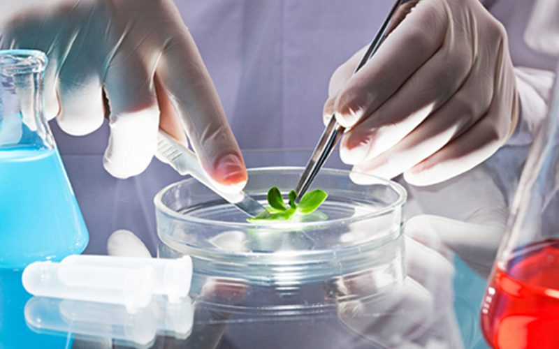 La micropropagación de plantas