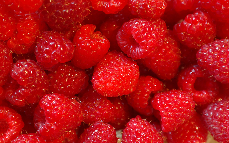 producción de frambuesa